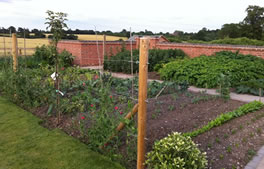 Vegetable gardens from Hartley Landscapes