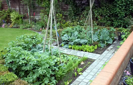 Vegetable gardens from Hartley Landscapes