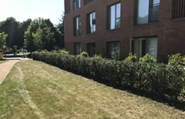Tree and hedge work from Hartley Landscapes