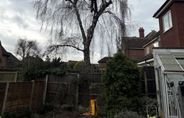 Tree and hedge work from Hartley Landscapes