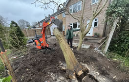 Tree and hedge work from Hartley Landscapes