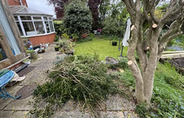 Tree and hedge work from Hartley Landscapes